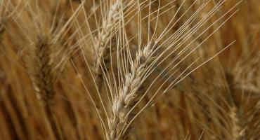 Kansas Wheat Battling Through Tough Conditions