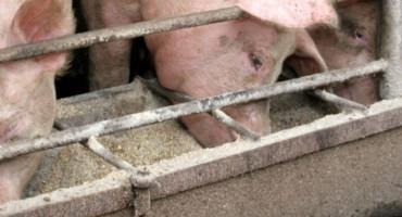 U Of M Researchers Lead Major Breakthrough To Combat African Swine Fever