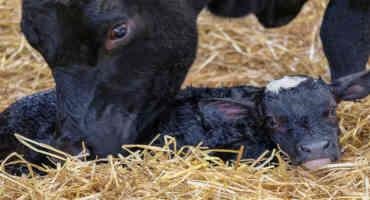 Calving in Dairy Cows: Step by Step