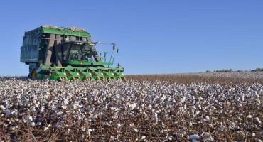 Citing Prices, National Cotton Council Forecasts Lower Cotton Acreage
