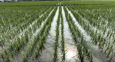 Discovery could Lead to New Fungicides to Protect Rice Crops