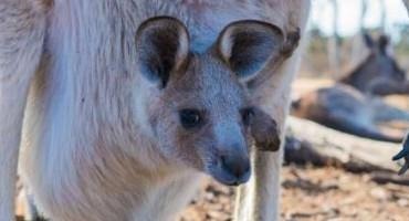 Kangaroo Fecal Microbes Could Reduce Methane From Cows