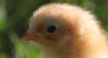 Bird Flu Drove Up Egg Prices, Now It's Hatching A Chick Boom