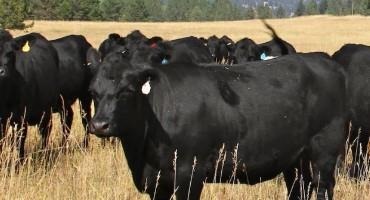 Beef Prices Expected To Rise As Drought Eats Into Ranchers' Cattle Counts