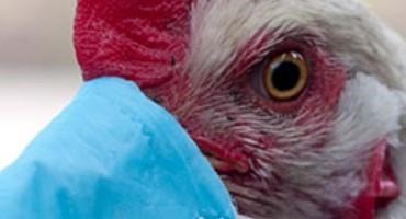 Why Bird Flu Vaccines Need Urgent R&D
