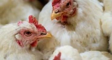 Avian Flu Outbreak: Why U.S. Health Officials Are Concerned