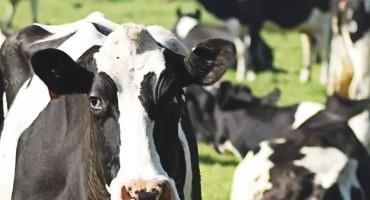 Want To Innovate Your Dairy Business? Grants Are Available