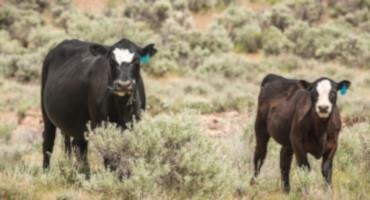 As Feds Keep Grazing Fees At Their Lowest, Conservationists Say Public Lands Pay The Price