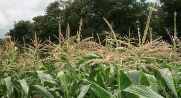 Study Highlights Environmental And Seasonal Effects On Maize Hybrids