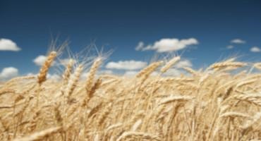 How a Wheat Plant Develops: Identifying Growth Stages