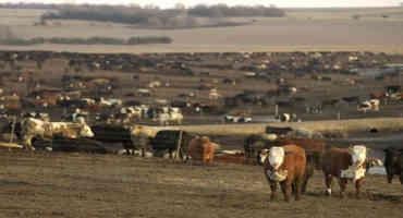 Feb. 1 Cattle On Feed Report Expected To Add More Bullish Fuel To Market Fire