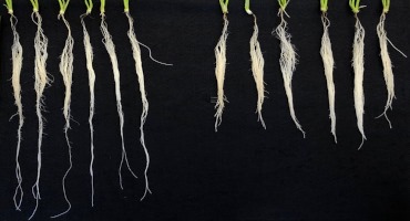 Scientists Unlock Key To Drought-Resistant Wheat Plants With Longer Roots