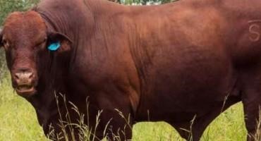 Preventing Costly Cattle Disease To Boost Fertility Rates