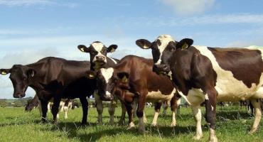 Wondering How Many Cows Are in the World? Global Cattle Population Data Revealed!