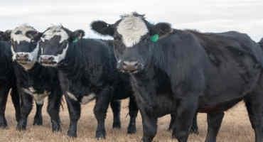 Early Herd Rebuilding Could Happen Through the Bred Cow Market