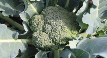 Tools In The Farmer’s Toolbox: Crop Rotation