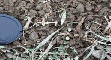 March Is Frost Seeding Month In Michigan
