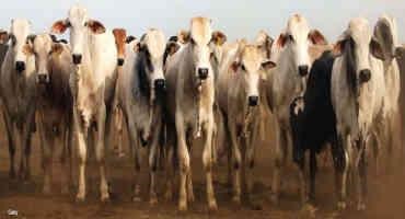 NCBA Calls Again for Immediate Halt to Brazilian Beef Imports