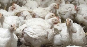 Chicken Flock, Wild Bird Infections Linked To HPAI