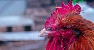 Bird Flu On Chicken Farm: Argentina Suspends Exports