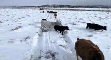 Nevada, Colorado, Wyoming And Utah Ask USDA To Help Livestock Industry Hit Hard By Winter Weather