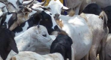 Smartphone App Improves Community Livestock Disease Surveillance In Northern Kenya