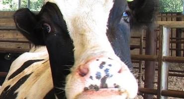 Vt. Lawmakers Cut Organic Dairy Aid From Budget Bill, But Say Help Could Come By Spring