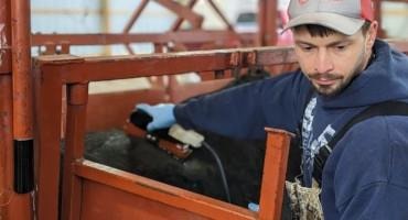 MSU Beef Team Enhances Beef Cattle Ultrasound Services To Support Industry Needs