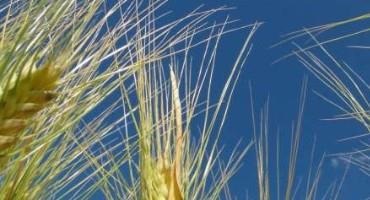 IPK Researchers Provide Insights Into Grain Number Determination Mechanism Of Barley