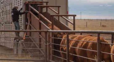 New Nebraska Custom Rates Survey Related to Livestock Services