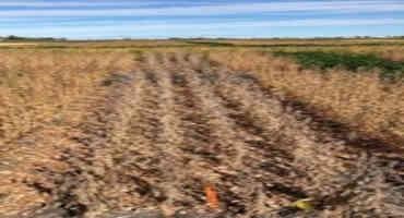NDSU Extension updates Soybean Production Field Guide