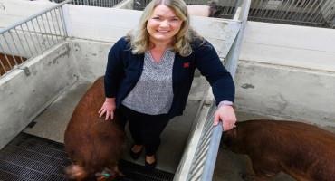 Research Aims To Develop Boars More Tolerant Of Gestational Heat Stress