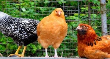 High Winds Can Worsen Pathogen Spread At Outdoor Chicken Farms