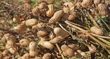 Foliar Diseases of Peanuts