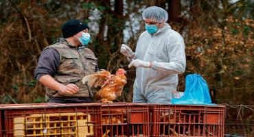 Bird Flu Is Making Headlines but Doesn’t Threaten a Pandemic…Yet