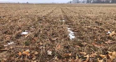Alfalfa Winter/Spring Injury: Alfalfa Continuation or Termination in Spring?