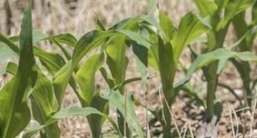 Getting the Most out of Cover Crops – It Starts with Seed