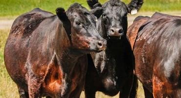 Nebraska’s Beef Industry Scholars Tackle Policy Concerns