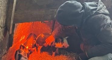 What 'Heat' Means To A Vermont Pig Farmer