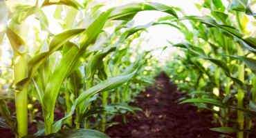 Gene Editing Technology to Fight Corn Disease