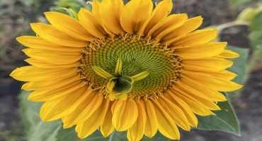 How to Sow Sunflowers in Successful Succession