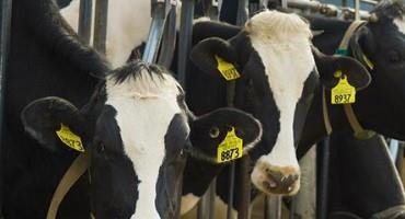 Dairy Sector Boasts 100 Years Of Successful Herd Data Collection