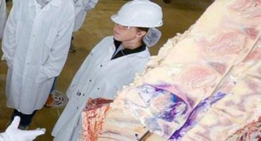 Upcoming USDA Cattle and Carcass Training Center Programs Offer In-Person, Hands-On Training and Technical Assistance for Producers and Processors