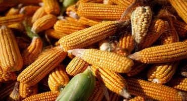 Column: Funds Continue Record Corn Sell-Off, Turn Bearish For First Time Since 2020