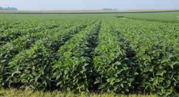 Nebraska hosts Cellular and Molecular Biology of the Soybean Conference Aug. 10-13