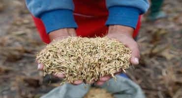 Perennial Rice: Plant Once, Harvest Again And Again