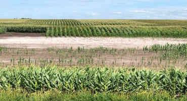 Saline Soil Management: More Money With Fewer Crop Acres