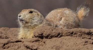 How the Population Cycles of Prairie Dogs Affect Livestock, Wildlife