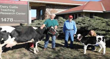 Unique Herd Of U Of M Holsteins Can Help Reduce Mastitis In Dairy Cows