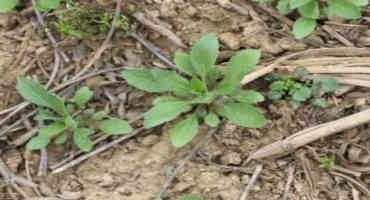 Early Spring Weed Identification